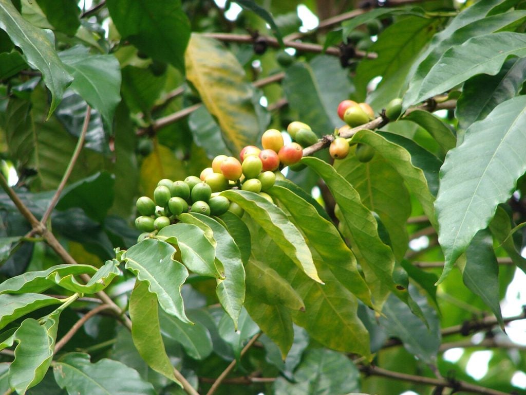 kafe-arabika_coffea_arabica-1024x768.jpg