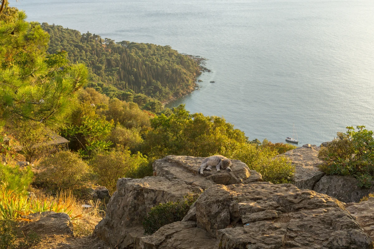 biuiukada e rai za kotkite te sa navsqkude 1