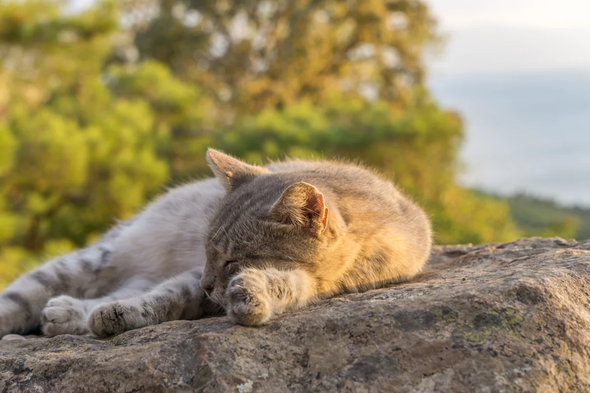 biuiukada e rai za kotkite te sa navsqkude 2