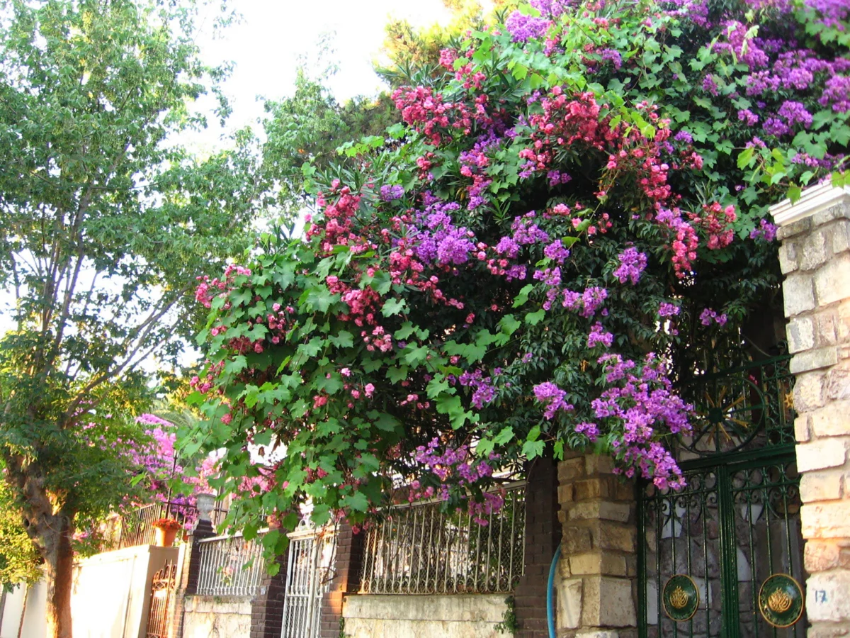 imeniqta na biuiukada obiknoveno sa ogradeni ot visoki zidove