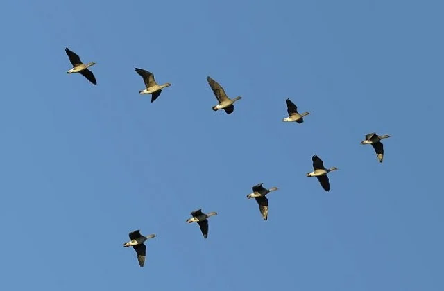 Проект за фотоволтаичен парк възбуни граждани и природозащитници 3 pticite namirat iug