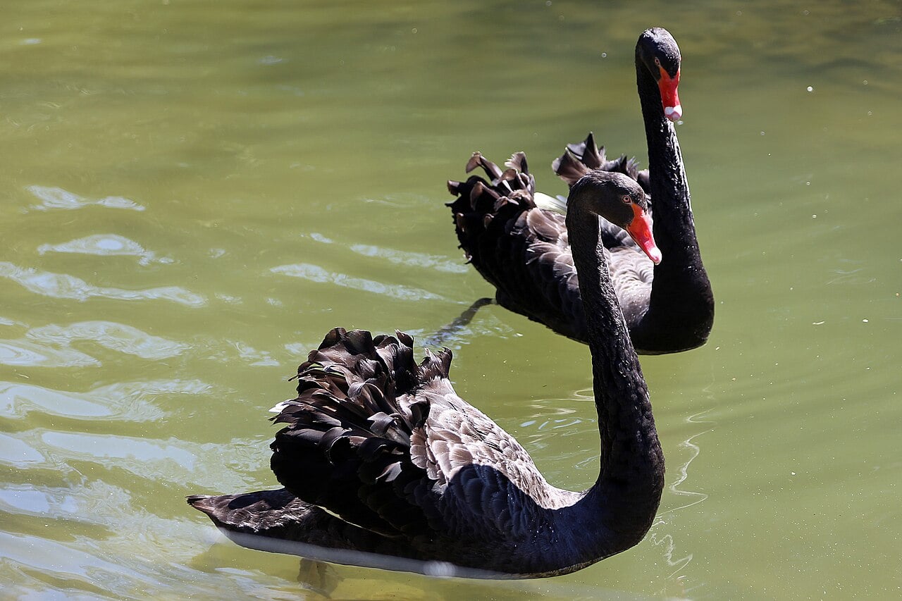 Черни лебеди