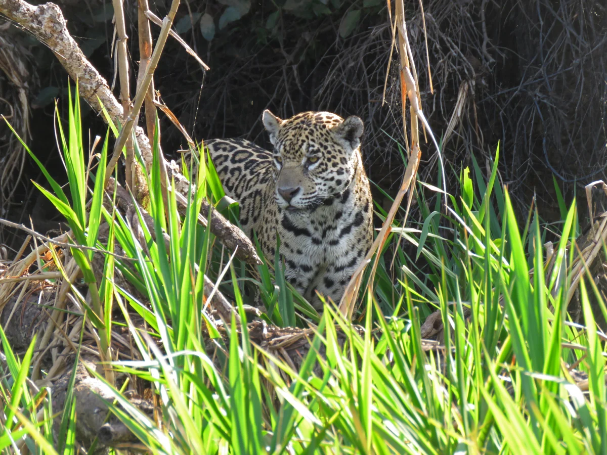 nabludavahme tozi qguar pochti nqkolko minuti predi da mu pisne ot nas da mu plashim plqchkata i da se skrie v djunglata 5